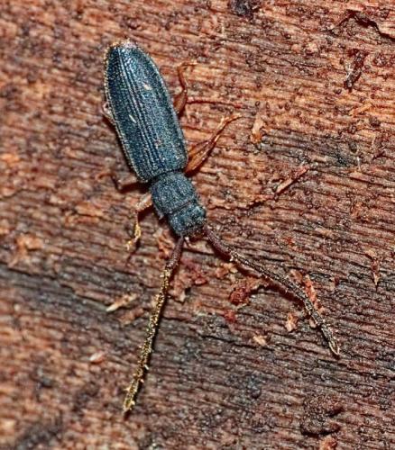 Réf. 334 338 : Uleiota planatus